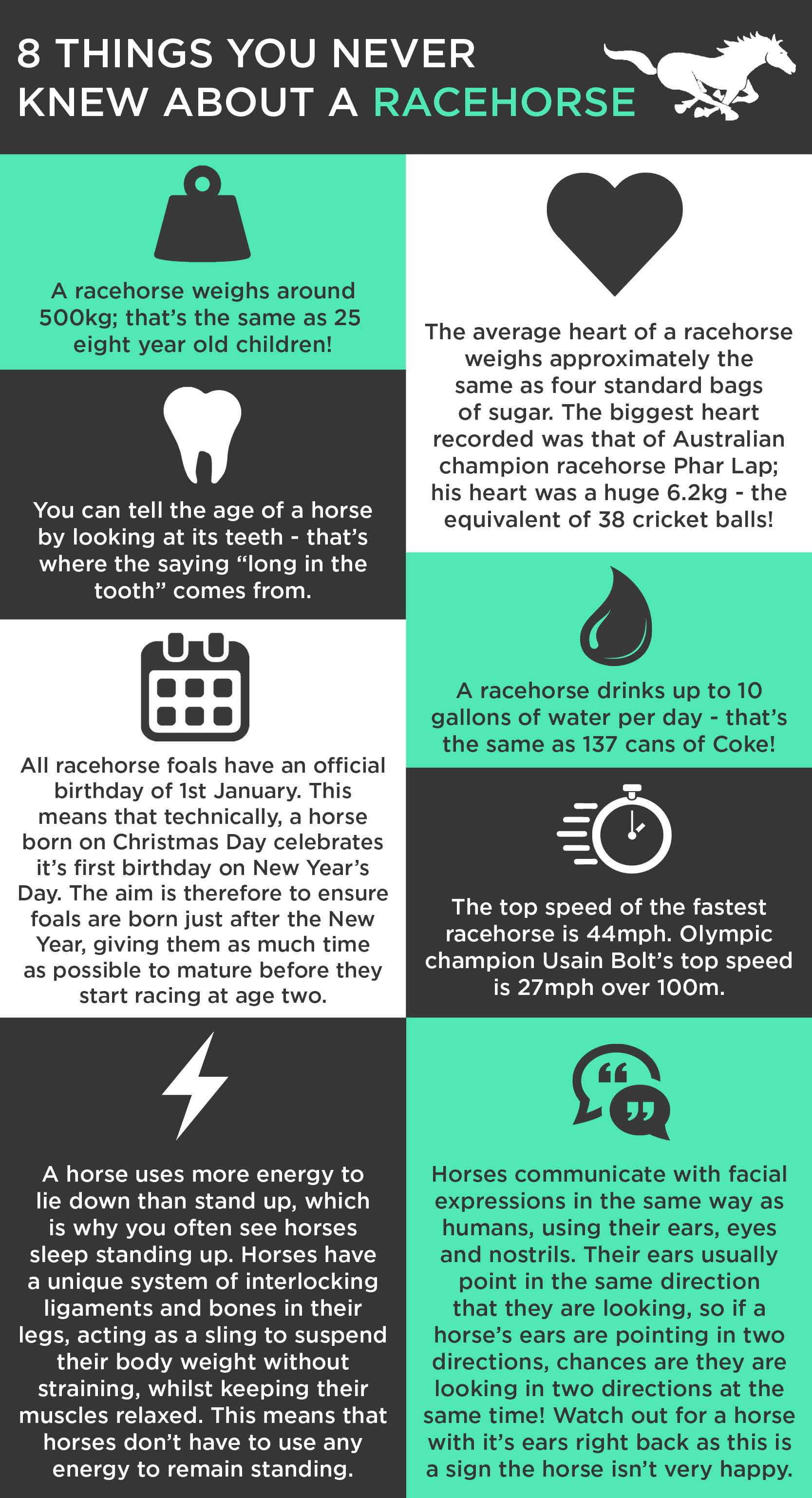 Racehorse facts infographic